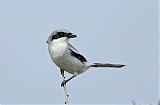 Loggerhead Shrike